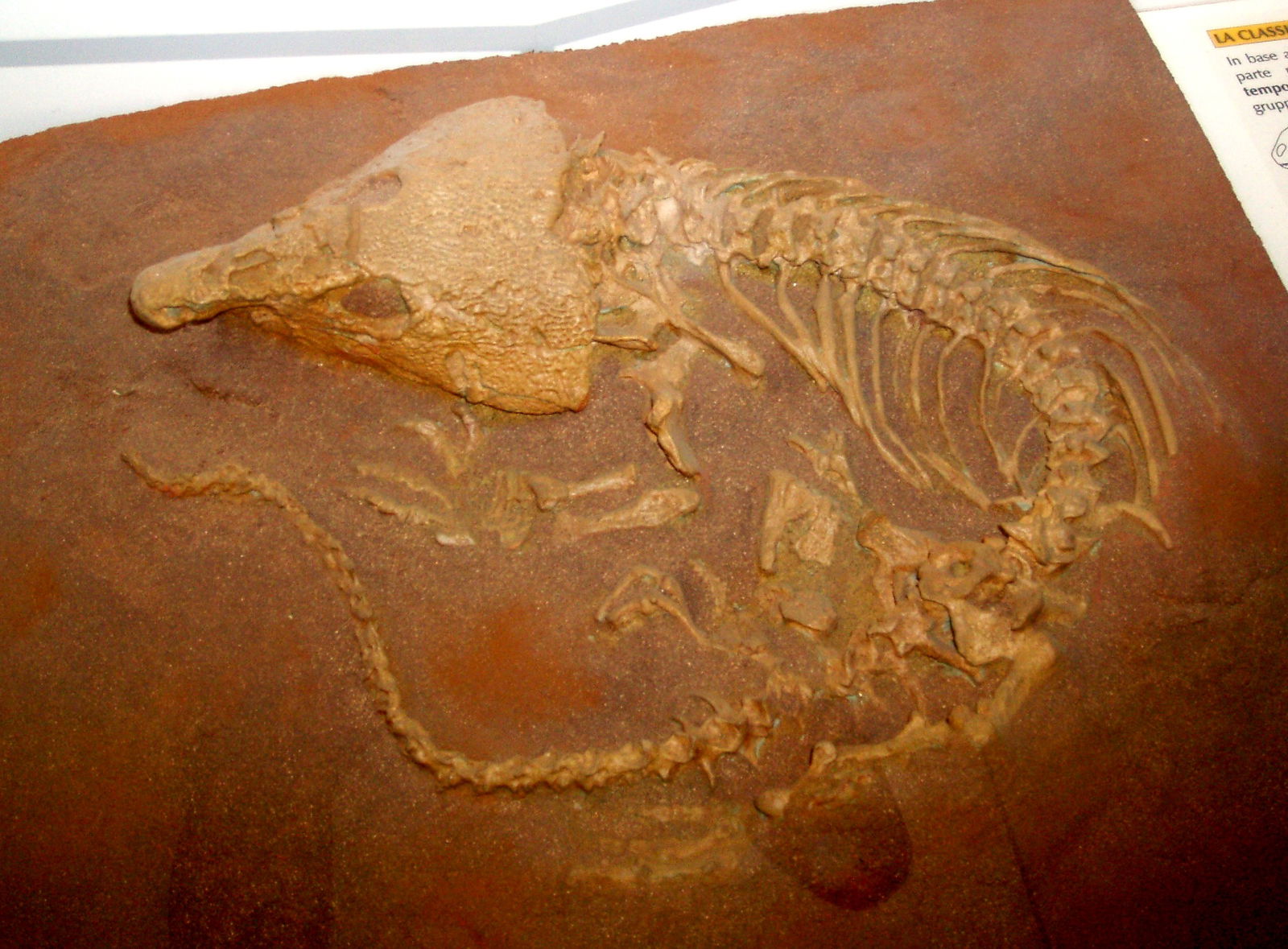 Civico Museo di Storia Naturale