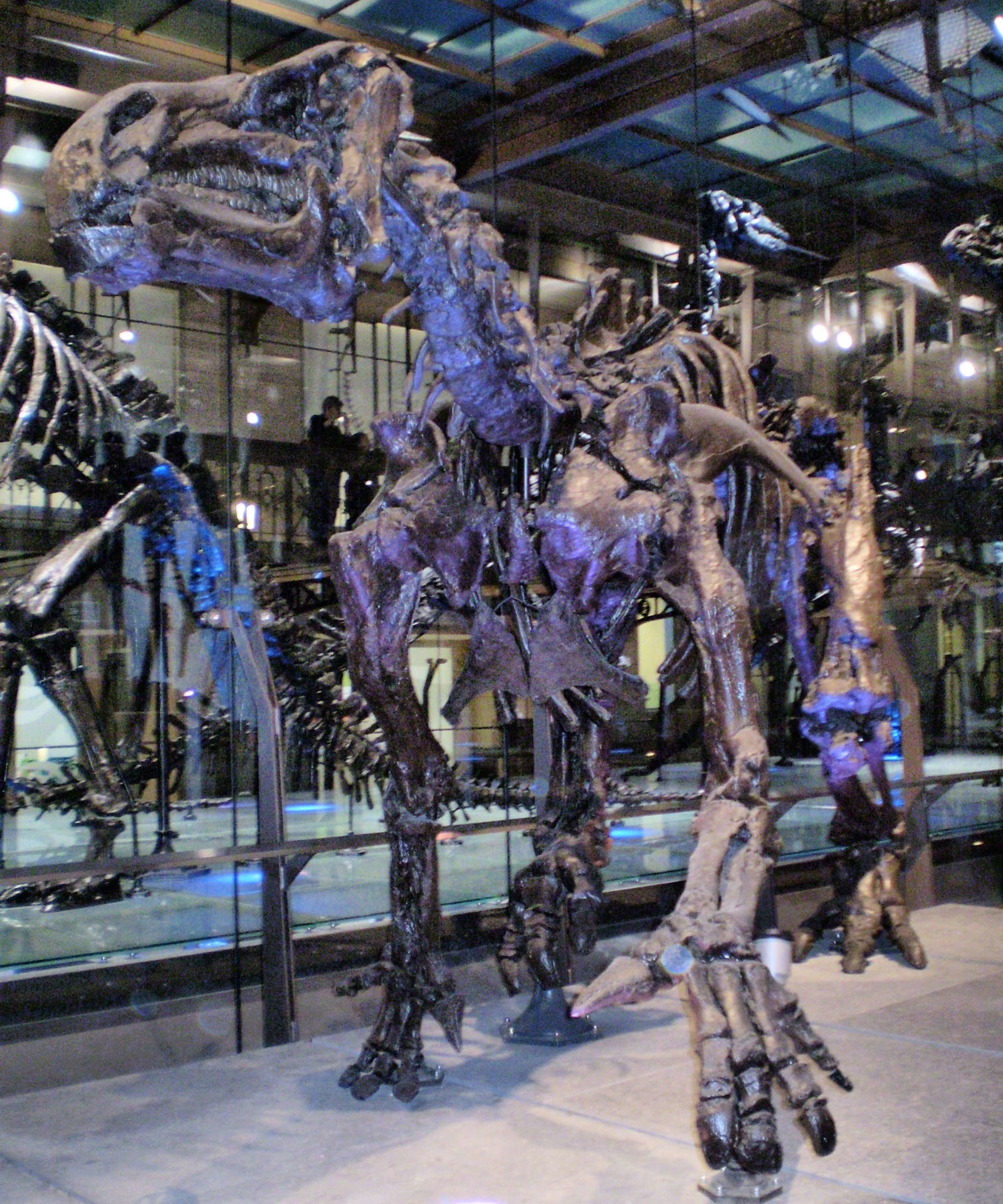 Natural Science Museum of Belgium