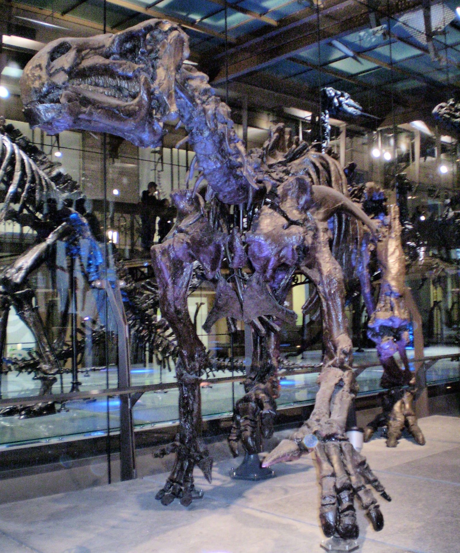 Natural Science Museum of Belgium