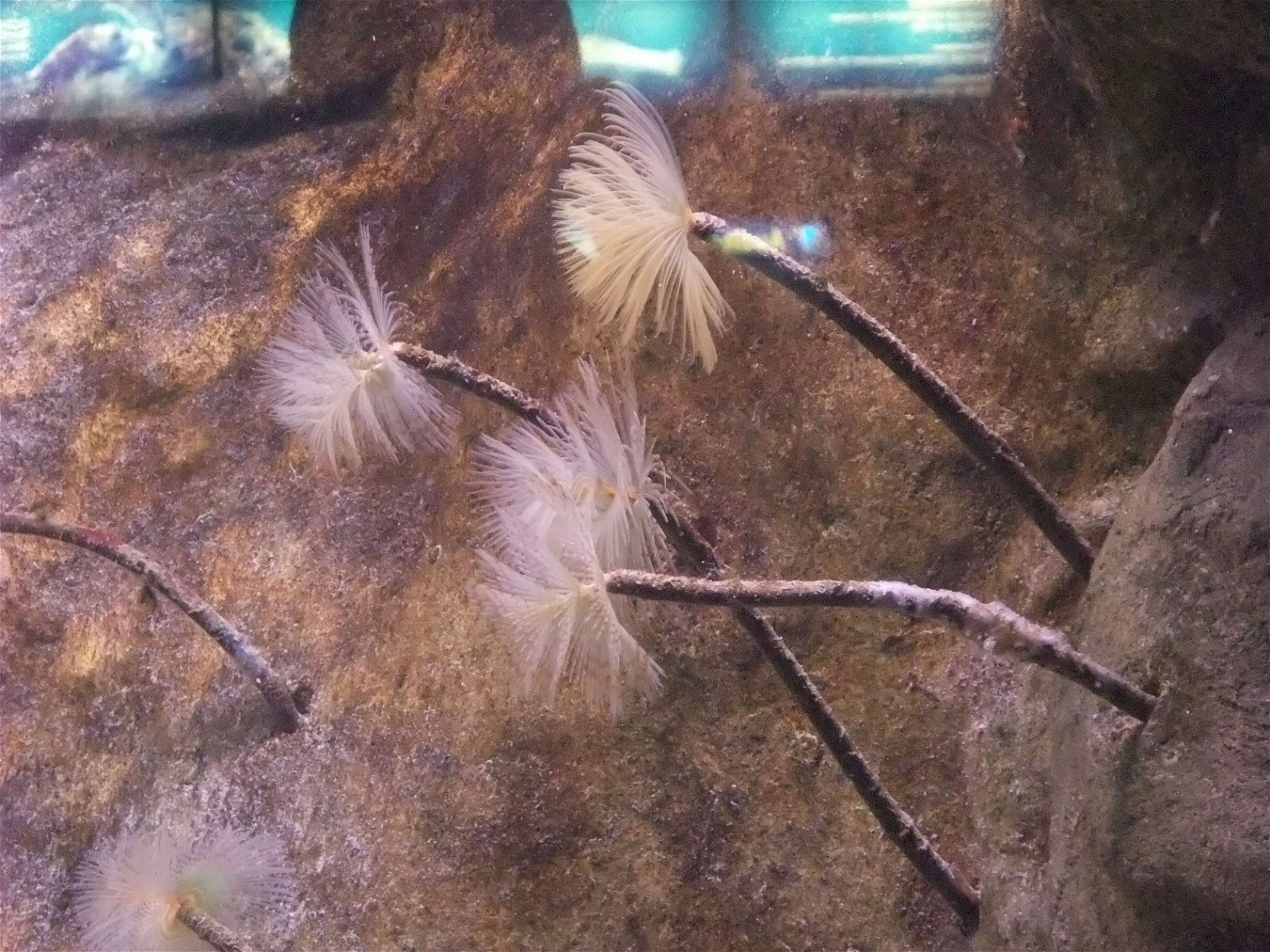 L’Aquàrium de Barcelona