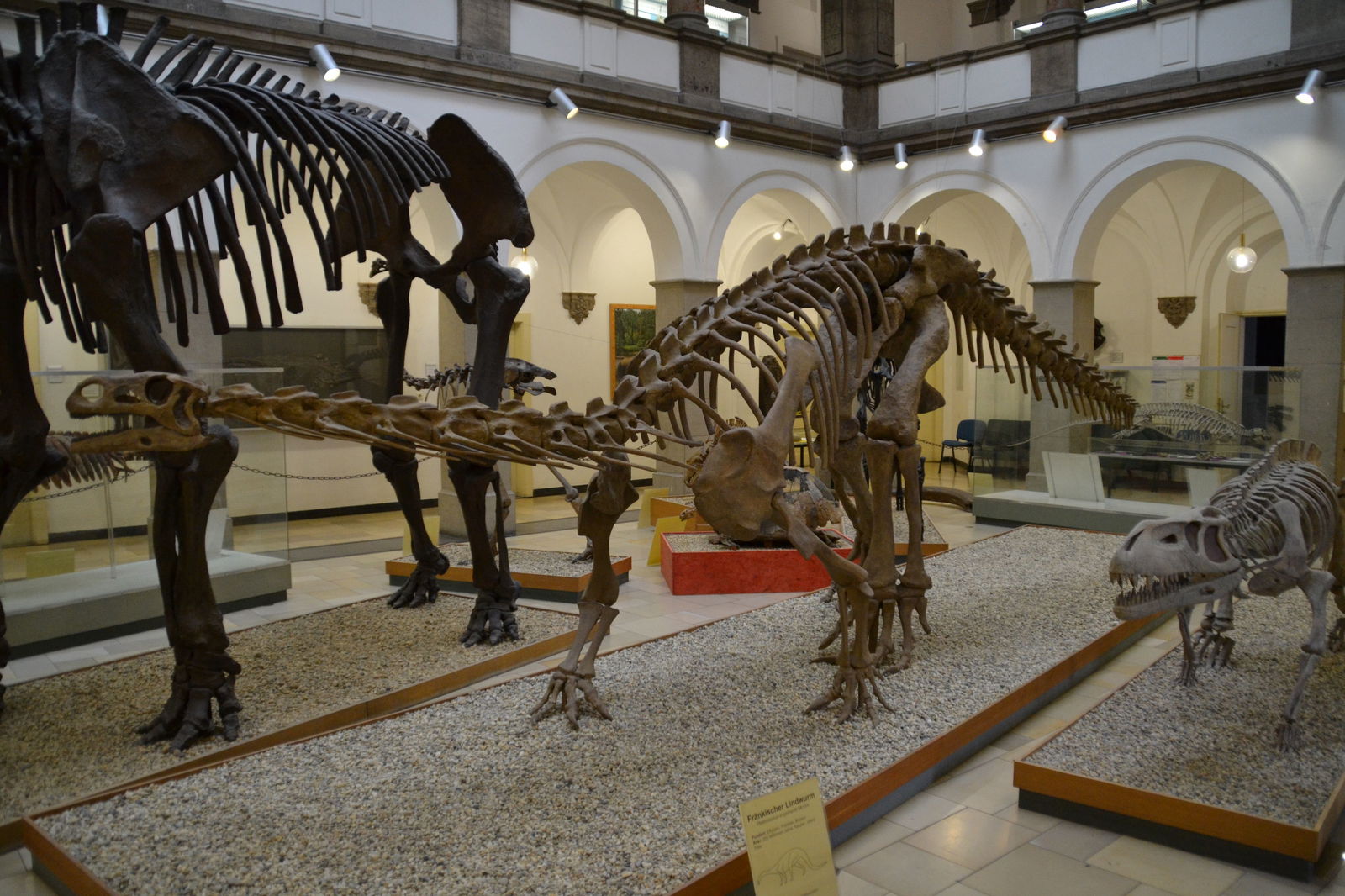 Paleontological Museum Munich