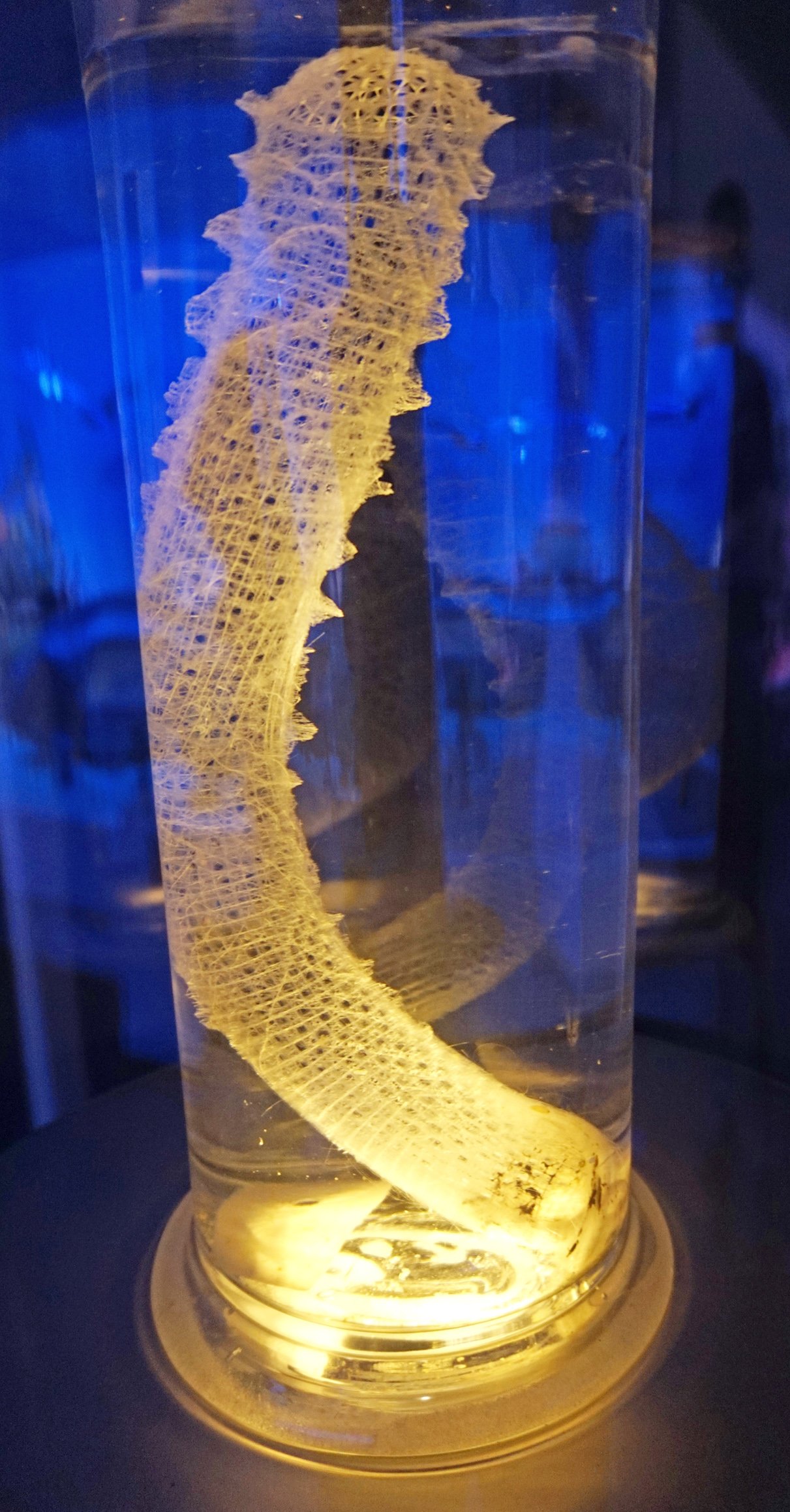 Grigore Antipa National Museum of Natural History