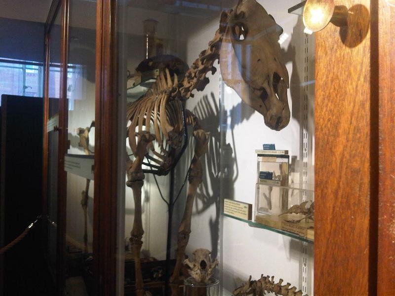 Grant Museum of Zoology