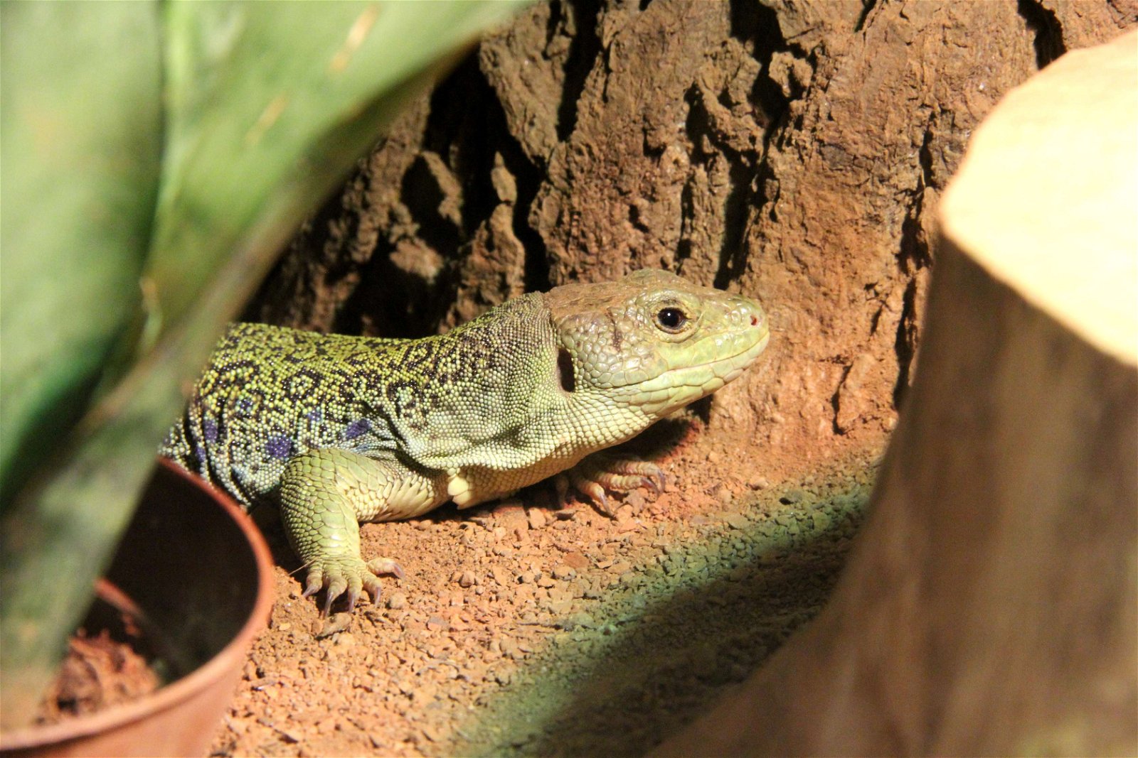 Wildpark im Grafenberger Wald