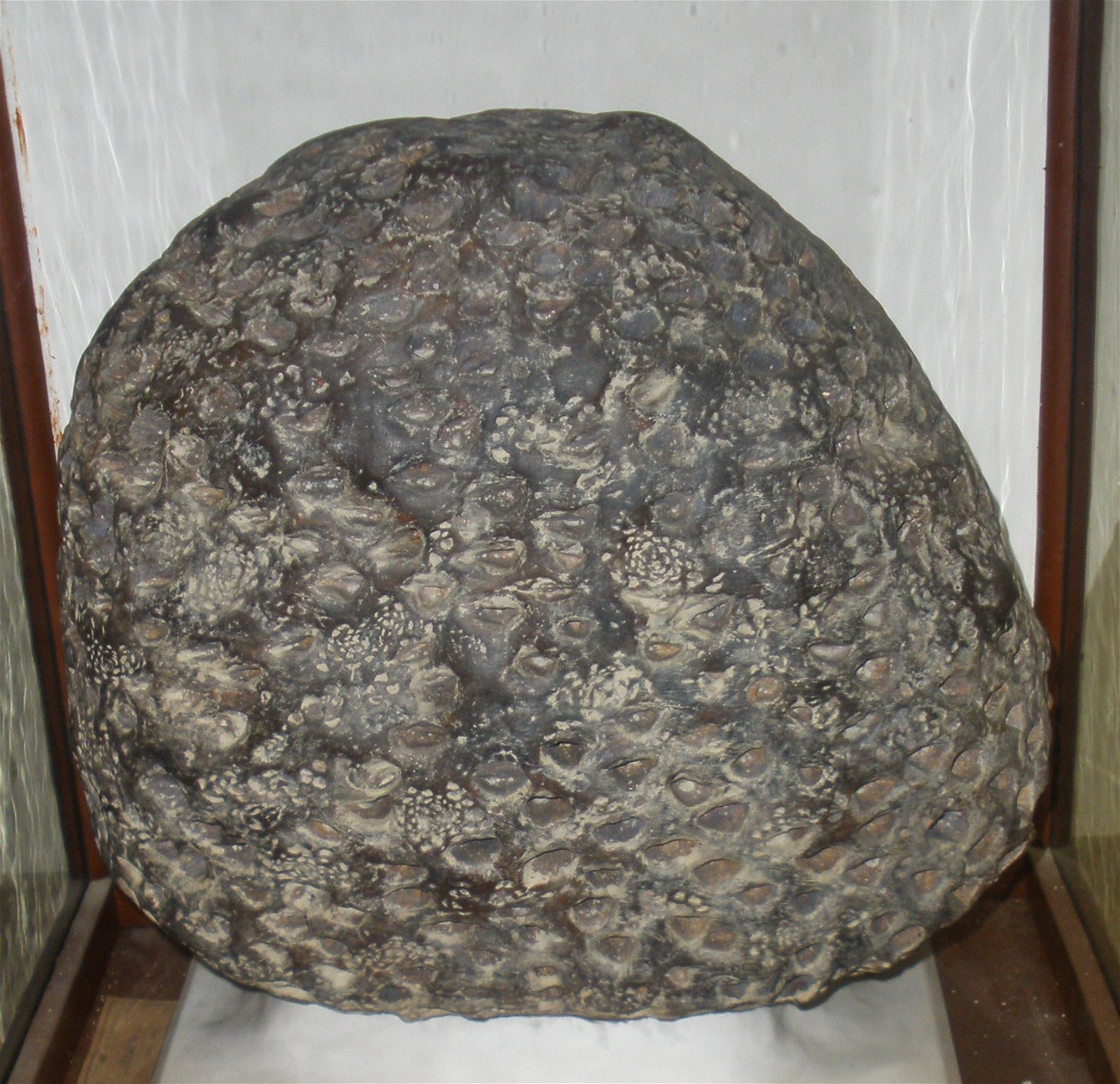 Museo Geologico Giovanni Capellini
