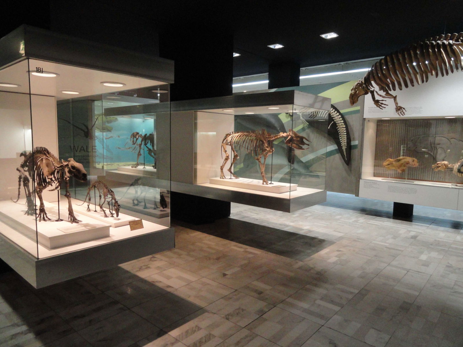 Naturmuseum Senckenberg