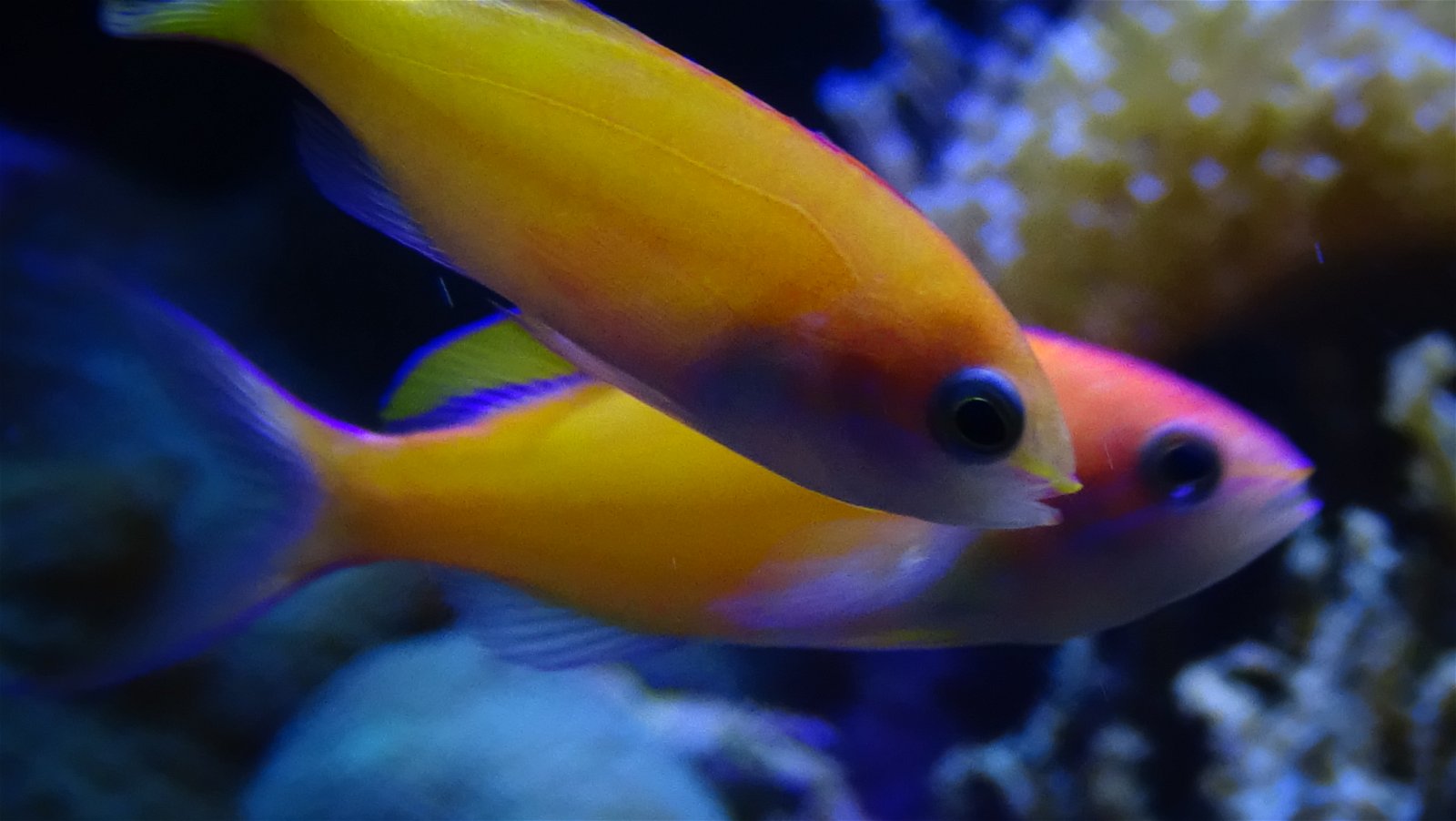 Aquarium de la Porte Dorée