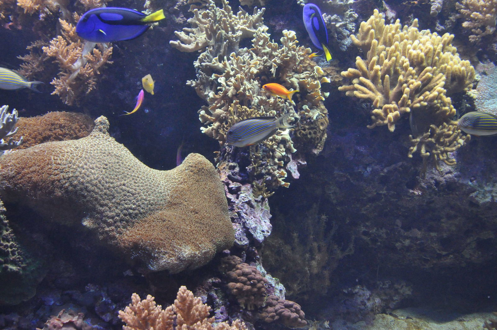 Lisbon Oceanarium