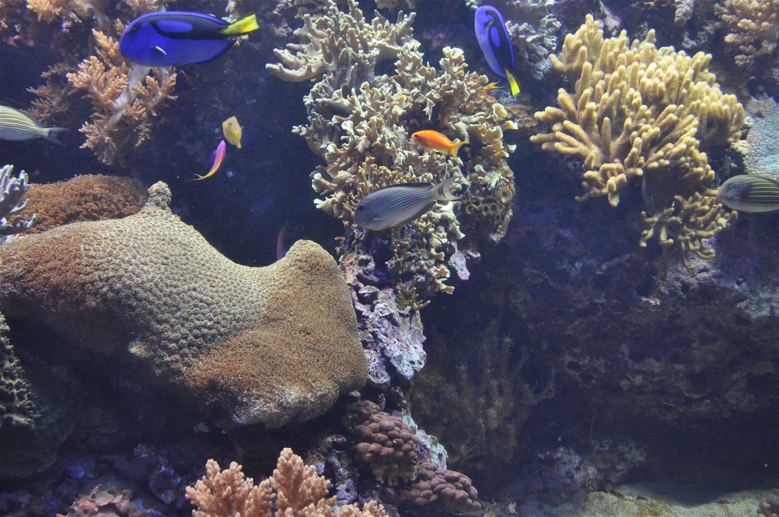Lisbon Oceanarium
