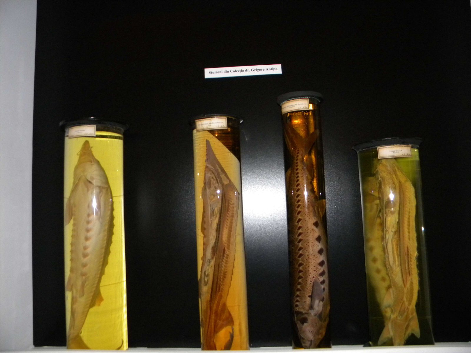 Grigore Antipa National Museum of Natural History