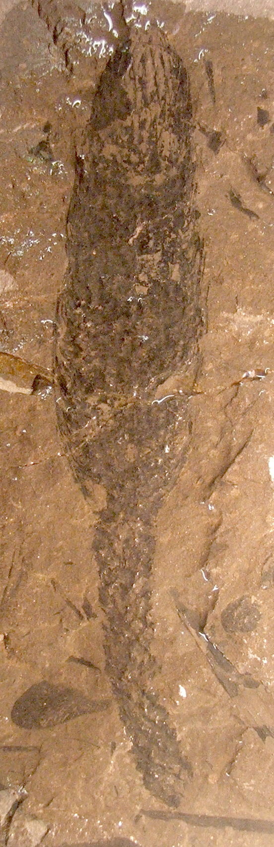 Museo Sedgwick de Ciencias de la Tierra