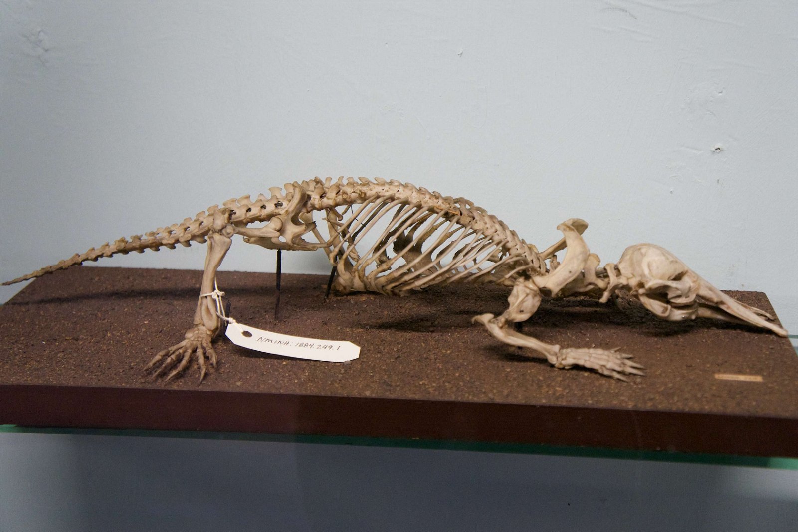 National Museum of Ireland - Natural History