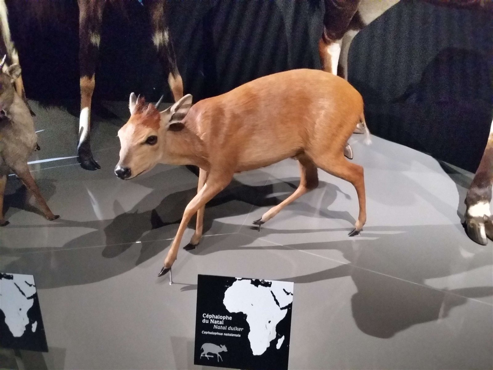 Musée des Confluences