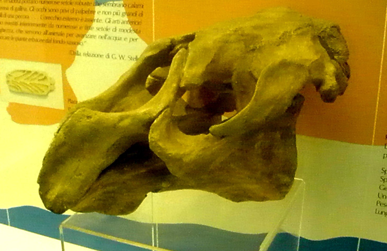 Museum of Natural History