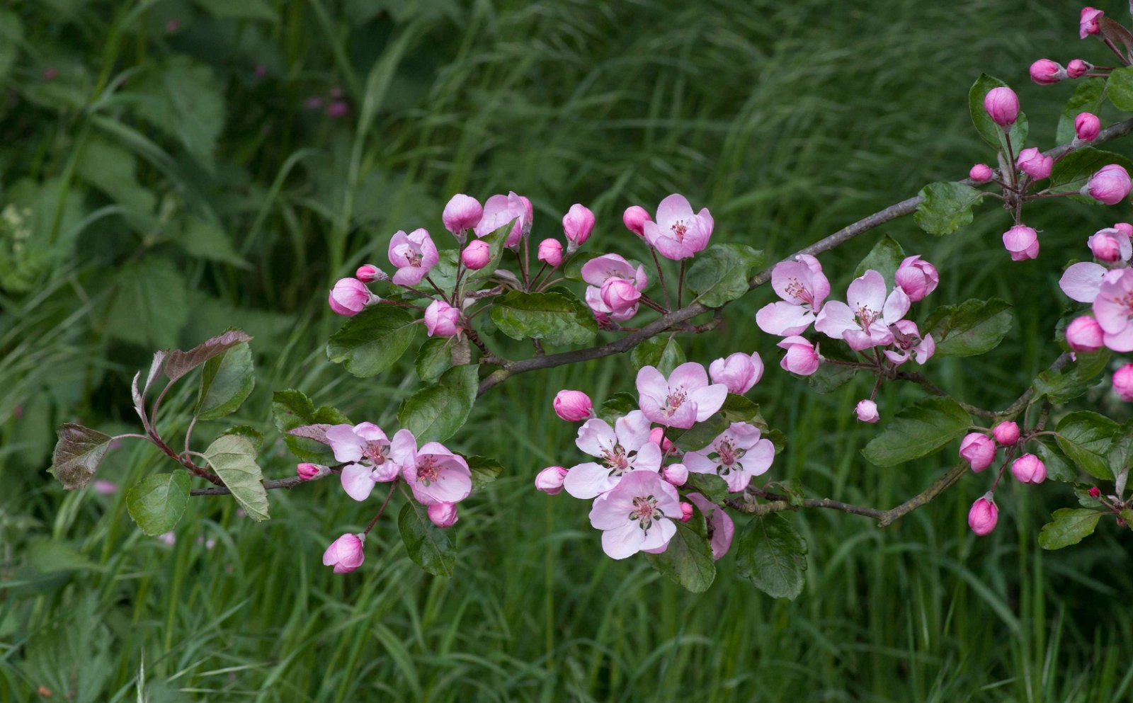 Royal Botanic Gardens, Kew