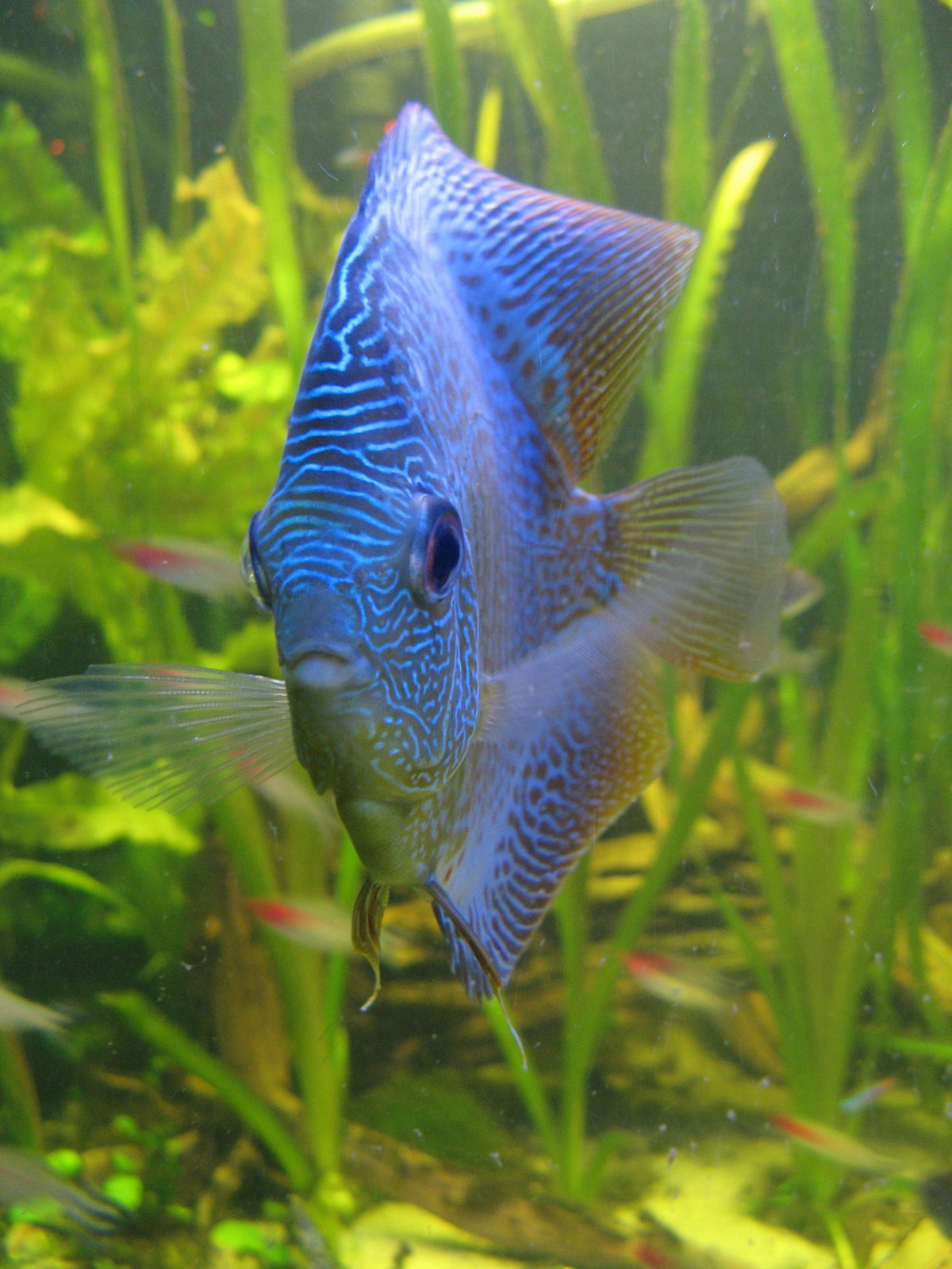 Aquatopia