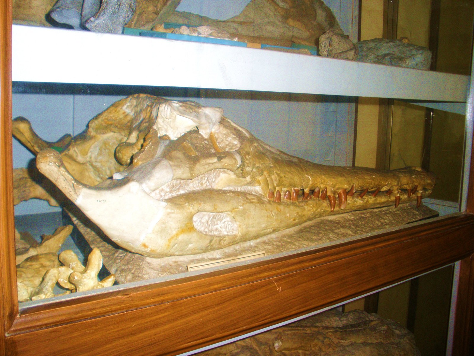 Museo Geologico Giovanni Capellini