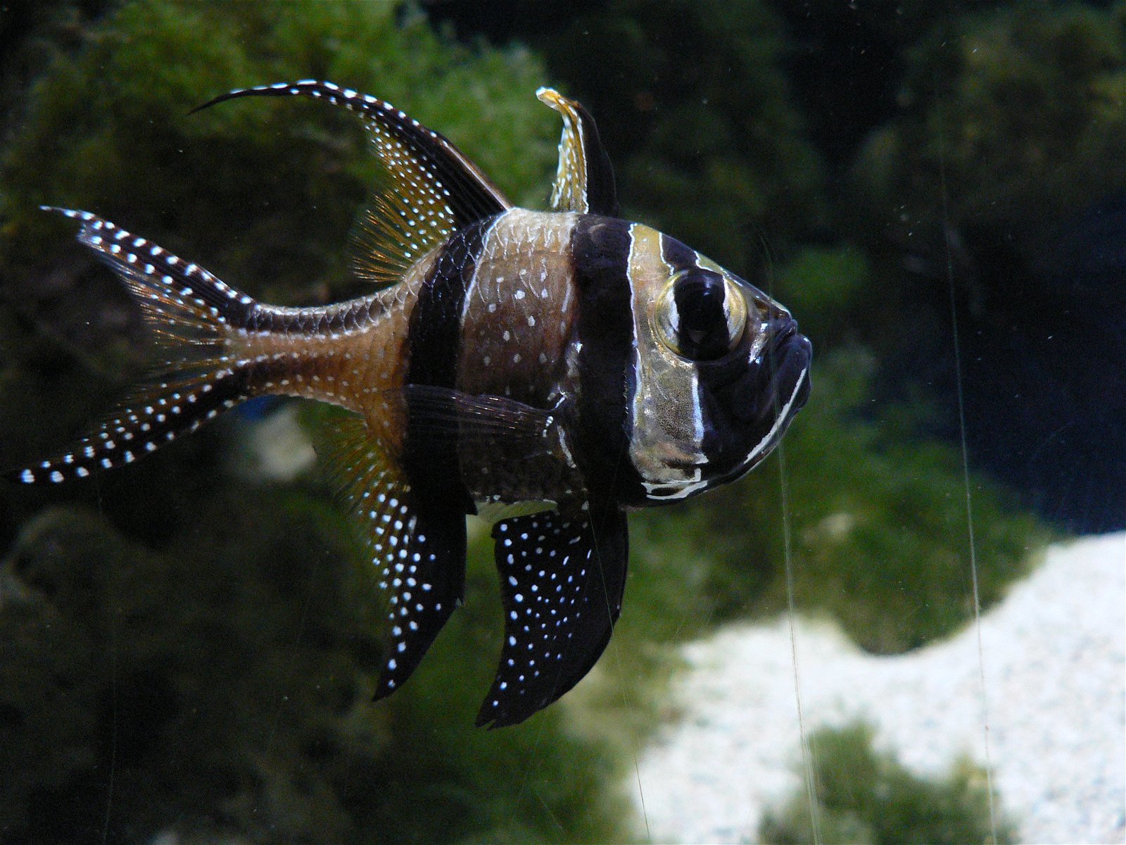 Budapest Zoo and Botanical Garden