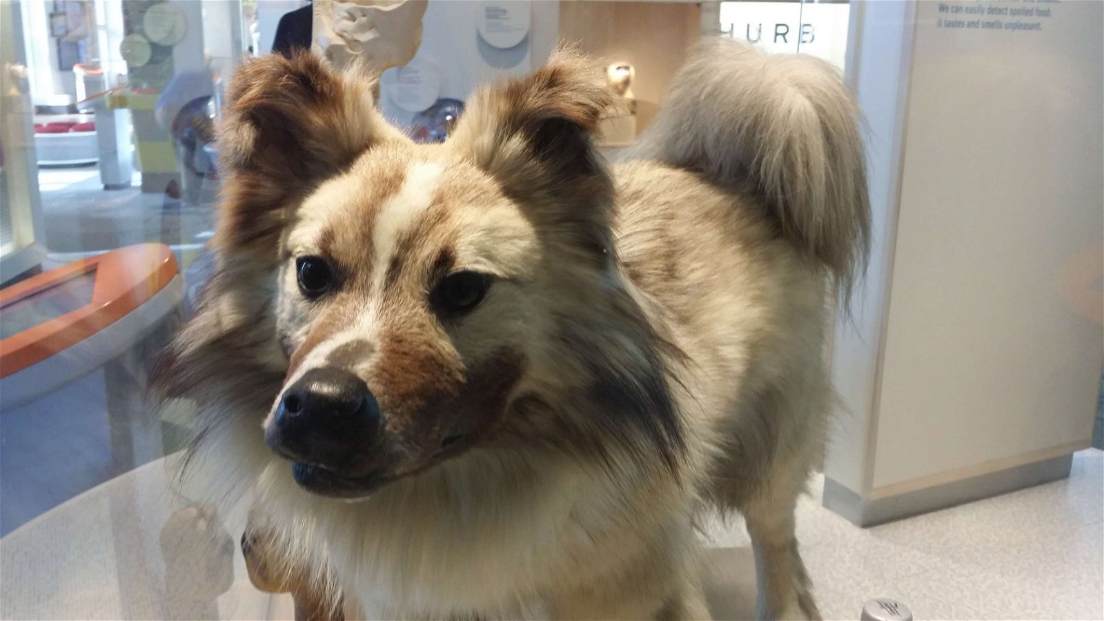 Swedish Museum of Natural History