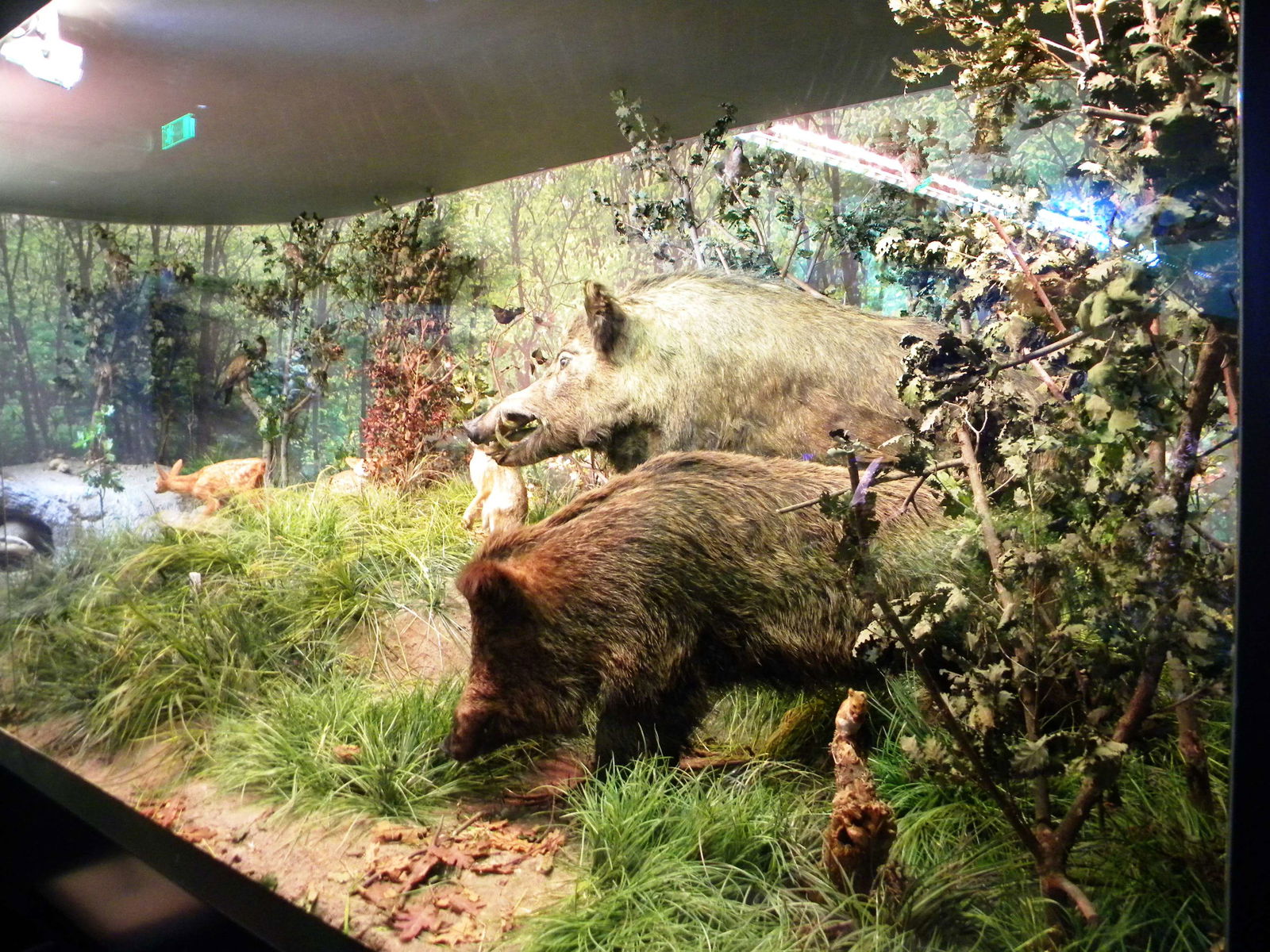 Grigore Antipa National Museum of Natural History