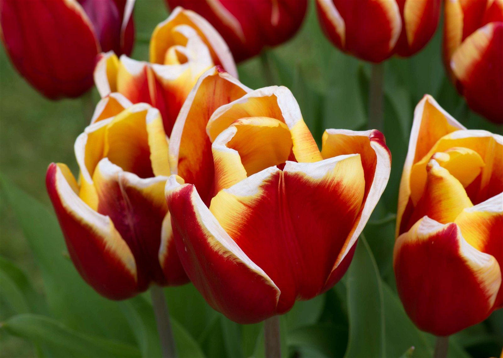 Stewart's Burnby Hall Gardens and Museum