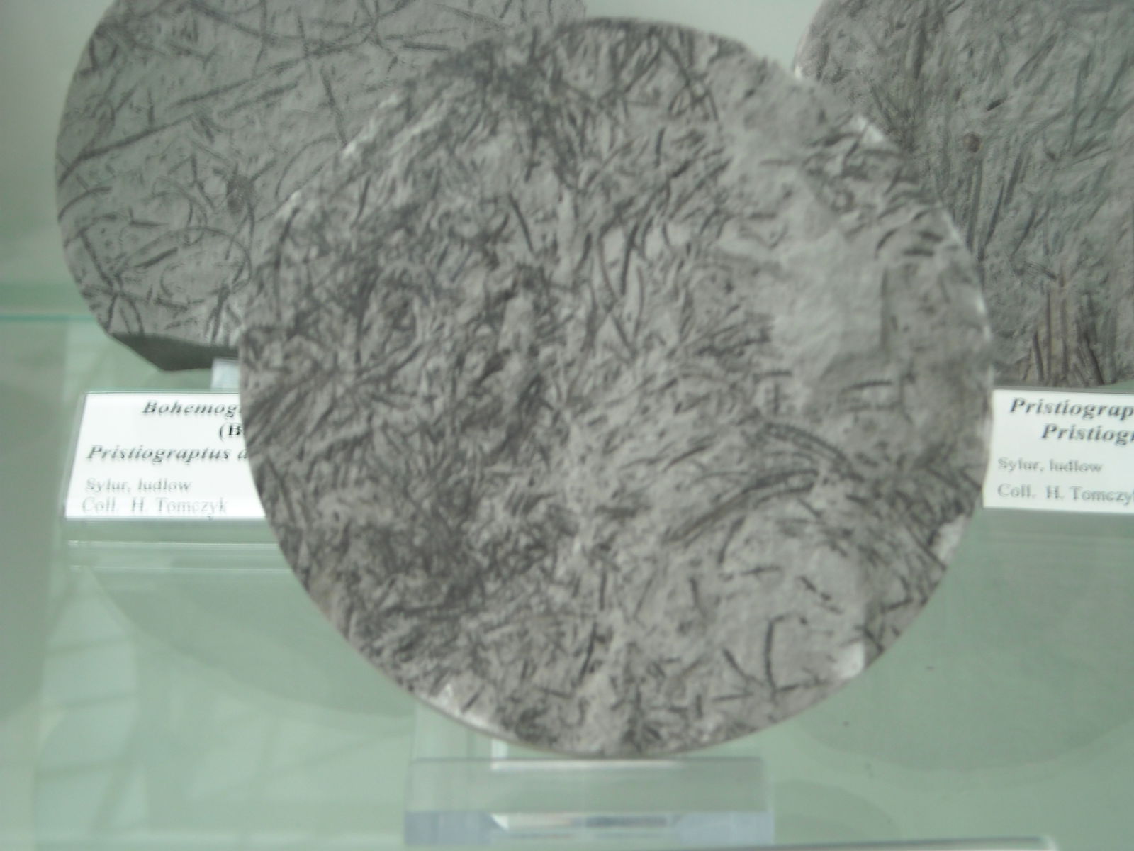 Geological Museum of the Polish Geological Institute