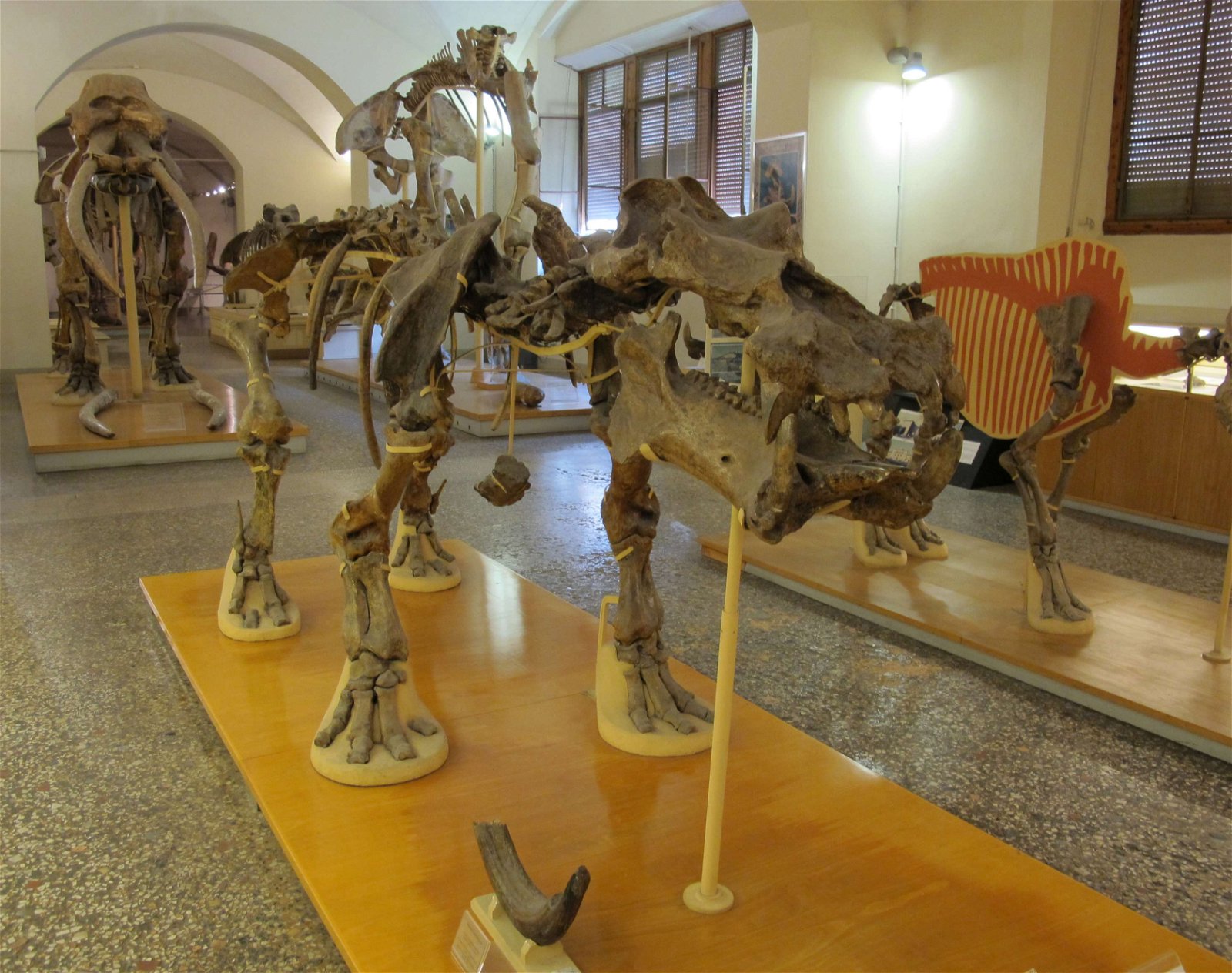 University of Florence Natural History Museum - Geology and Paleontology
