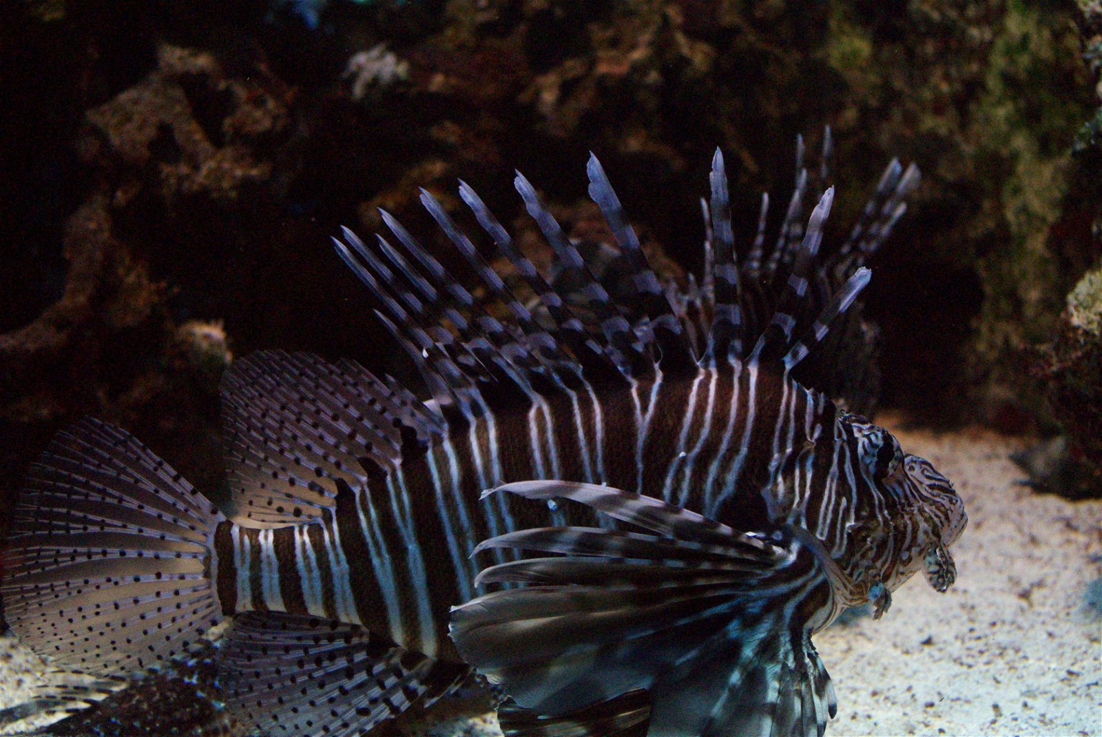 Aquarium de la Porte Dorée