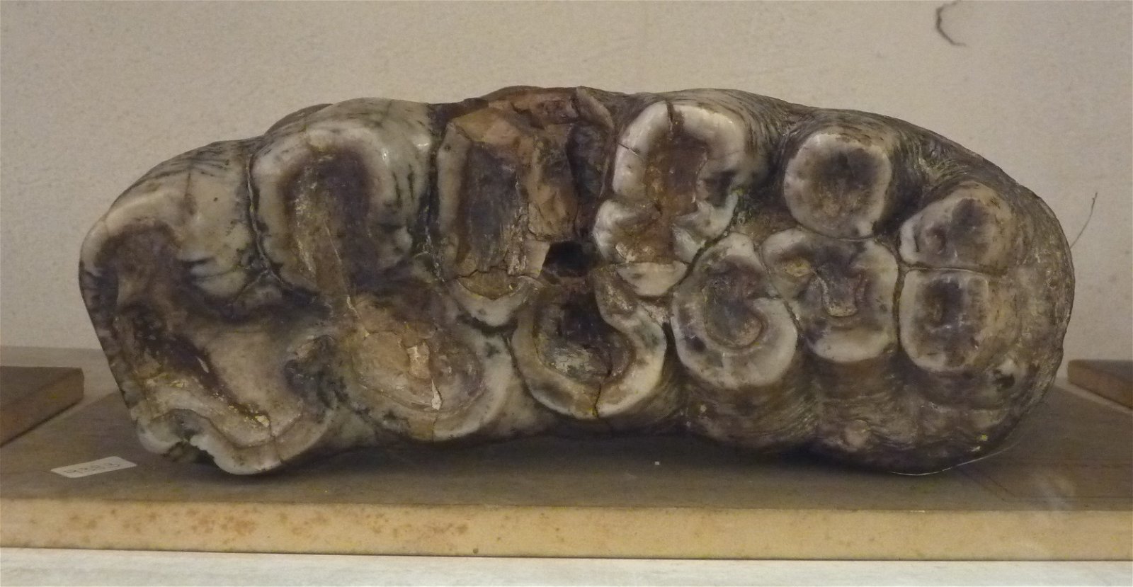 Museo Geologico Giovanni Capellini