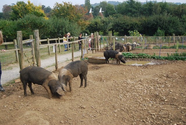 Kent Life Heritage Farm Park