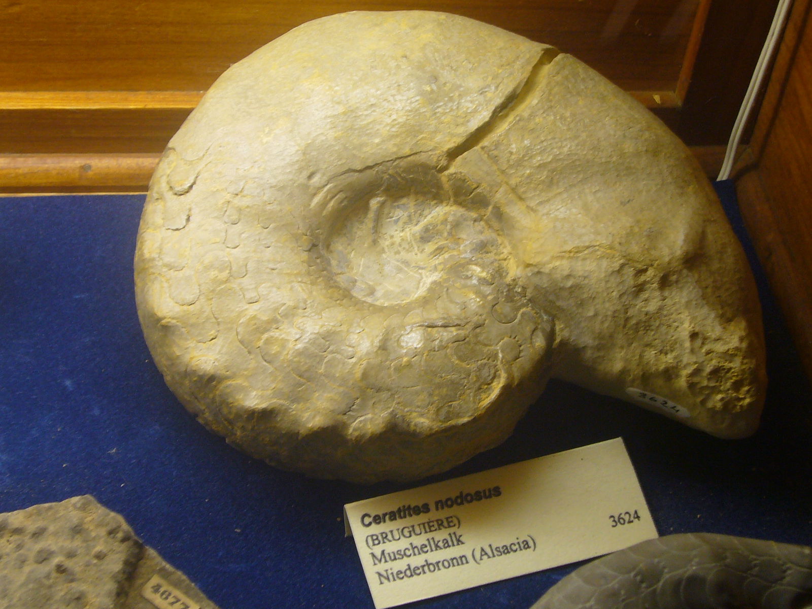 Museu Geologic del Seminari de Barcelona