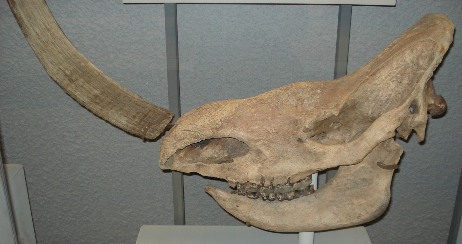 Staatliches Museum für Naturkunde Stuttgart