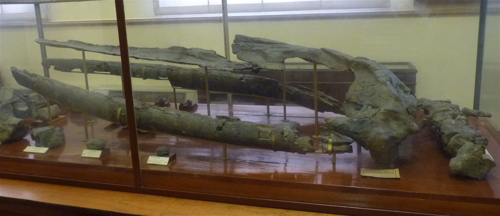 Museo Geologico Giovanni Capellini