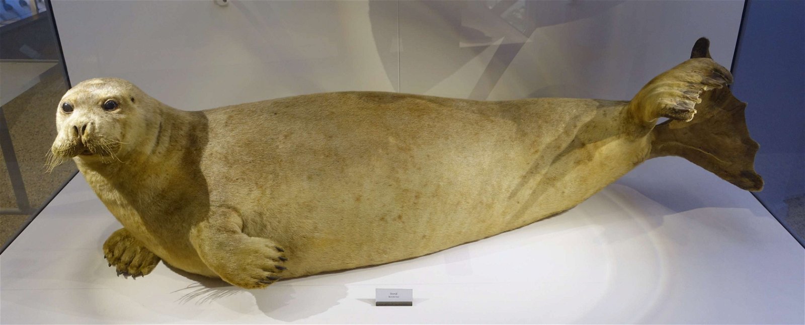 Swedish Museum of Natural History