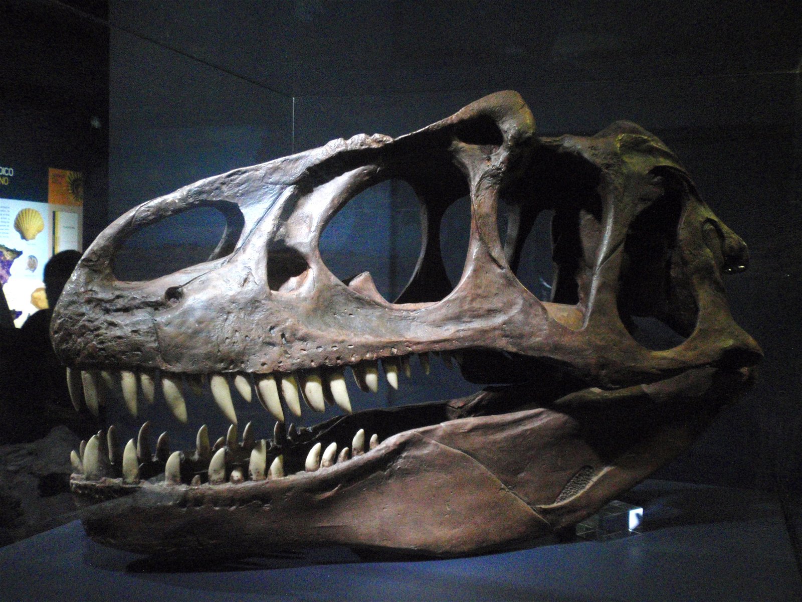 Museo Elder de la Ciencia y la Tecnología