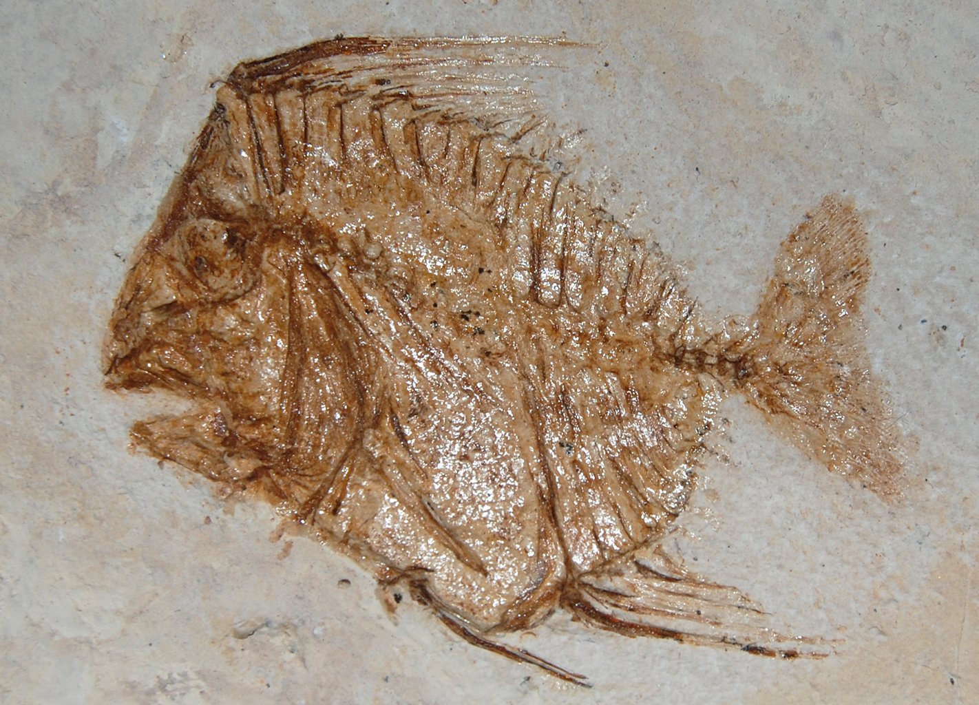 Natural History Museum