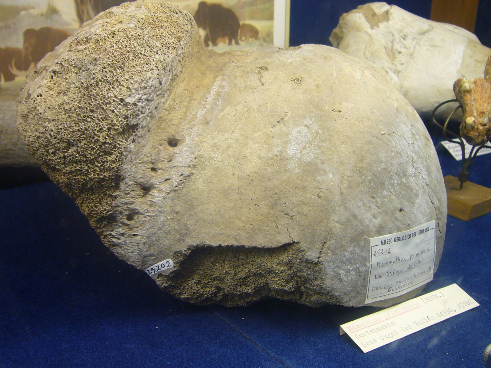 Museu Geologic del Seminari de Barcelona