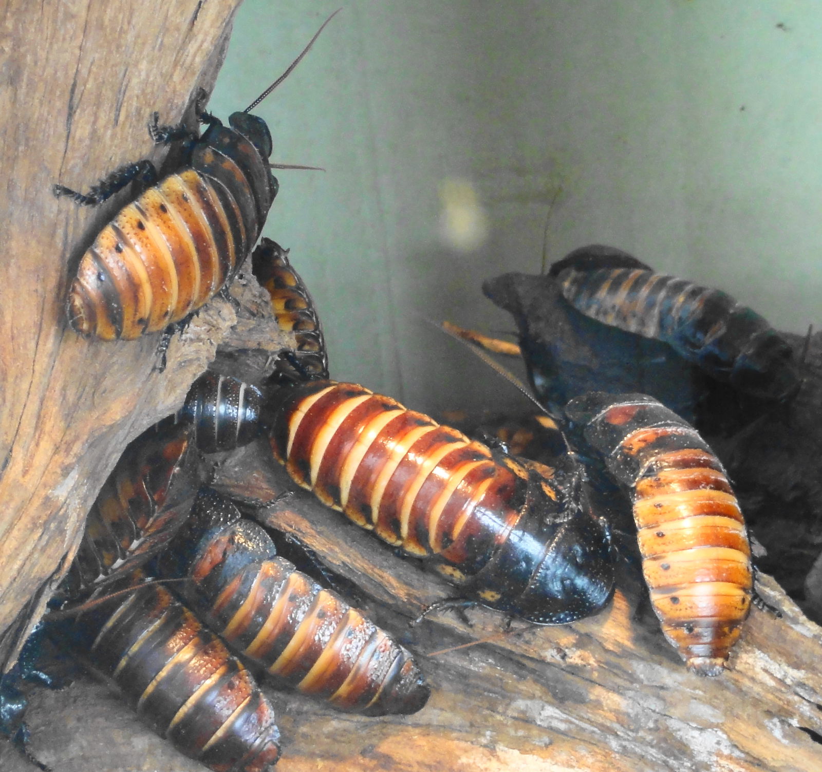 Zoologischer Garten Frankfurt/Main