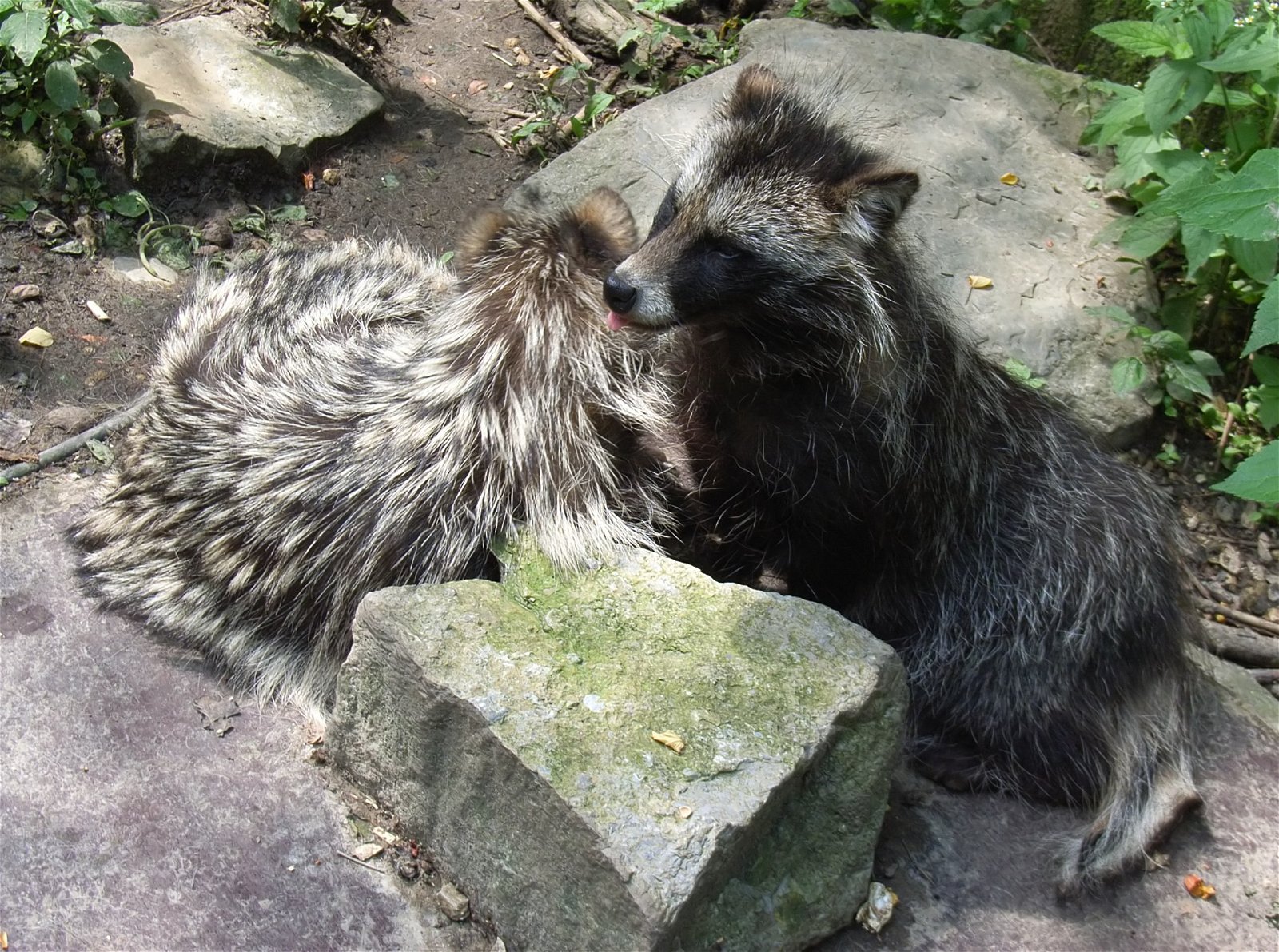 Heimat-Tierpark Olderdissen