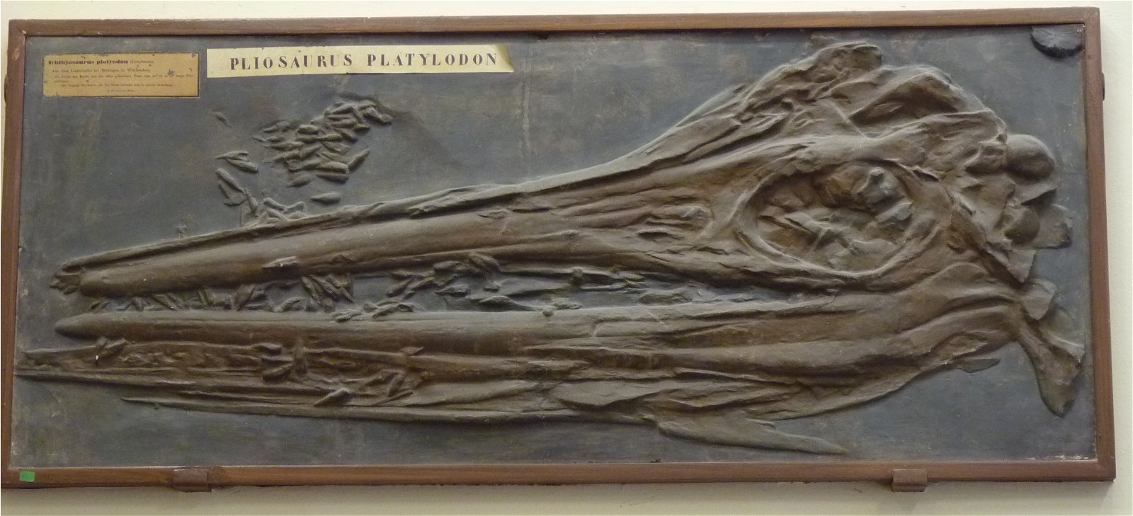 Museo Geologico Giovanni Capellini