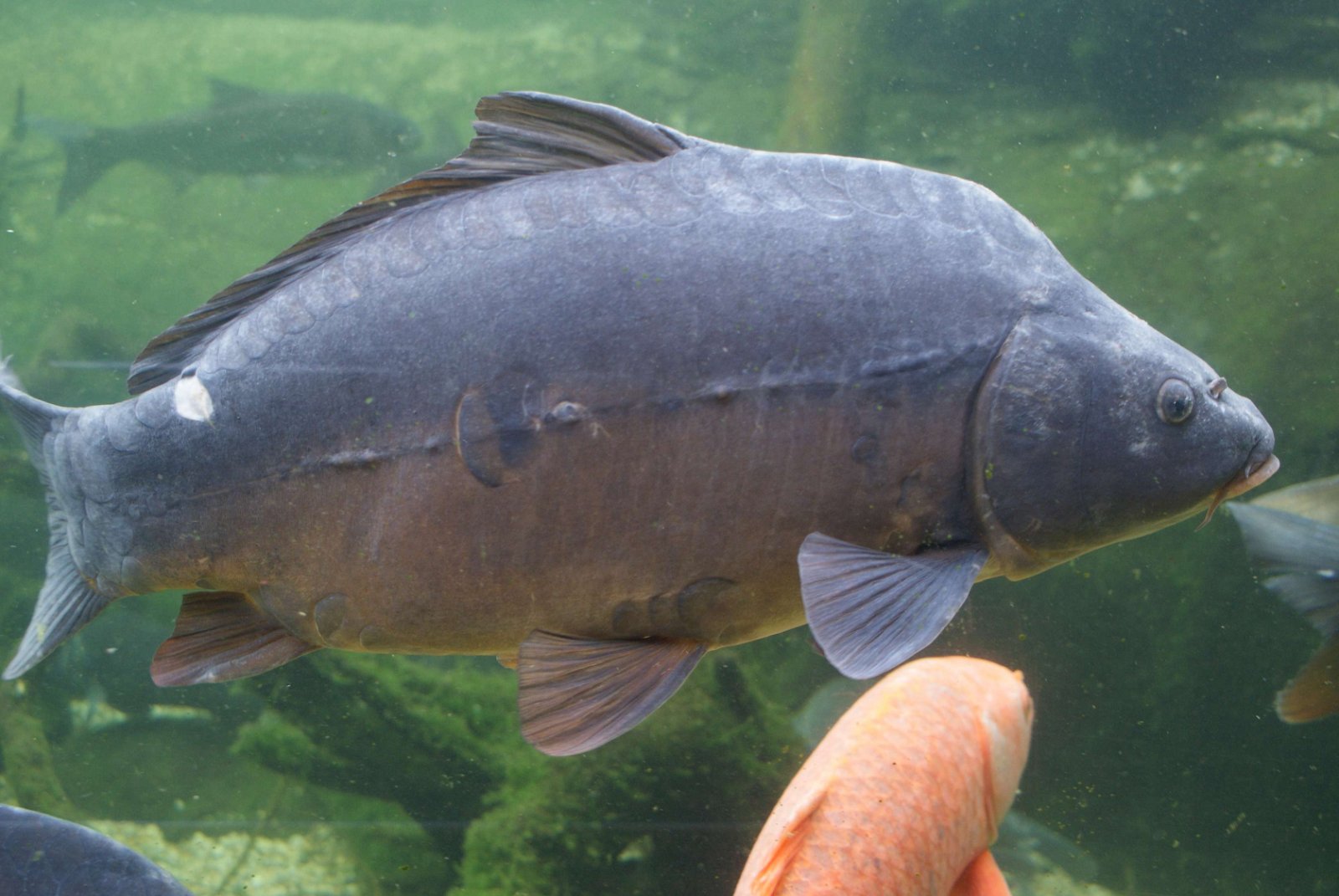 Tropicarium - Oceanarium