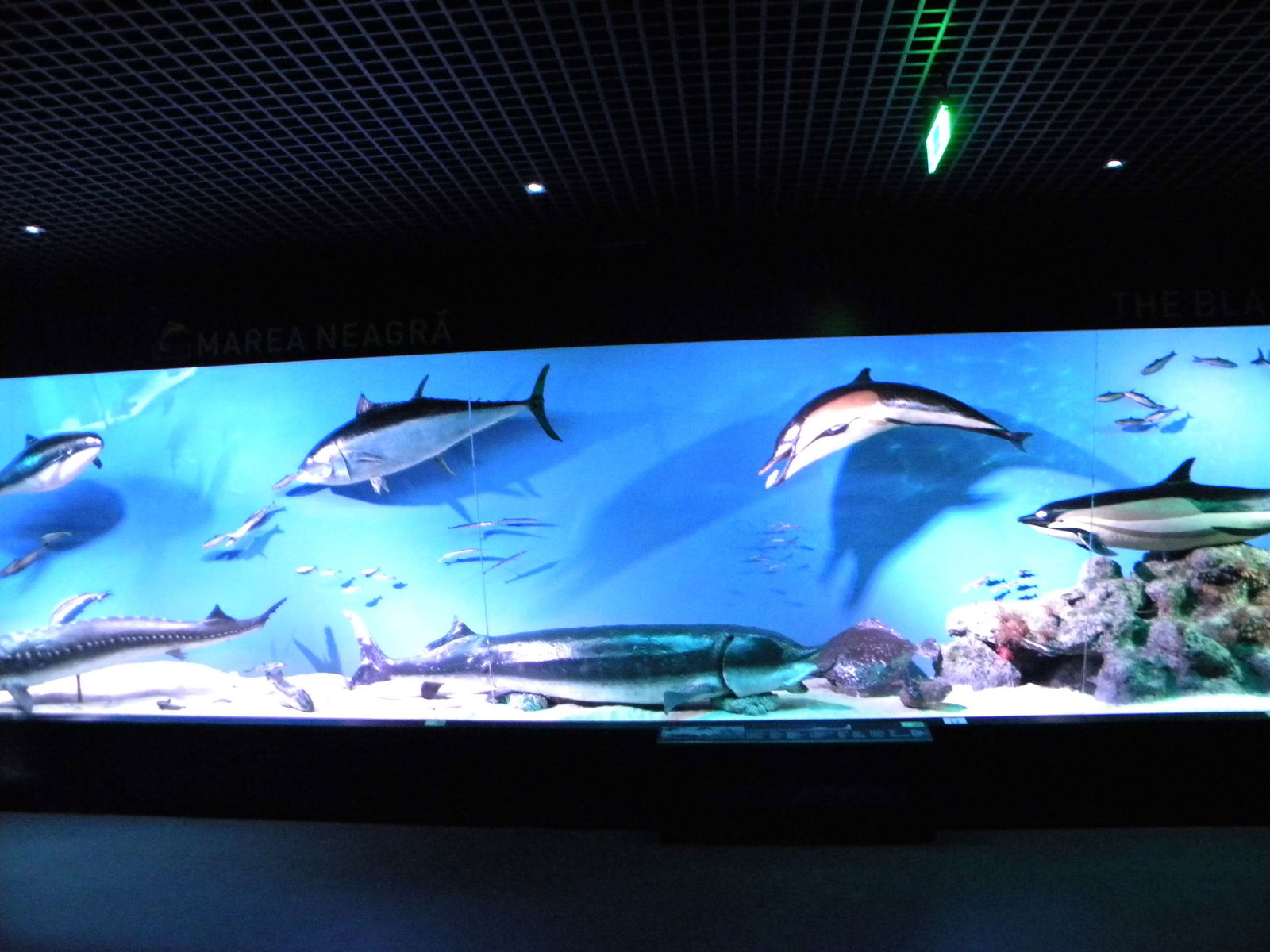 Grigore Antipa National Museum of Natural History