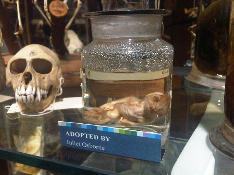 Grant Museum of Zoology