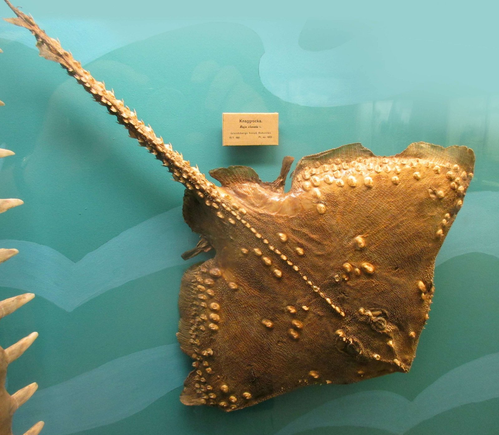 Göteborg Natural History Museum