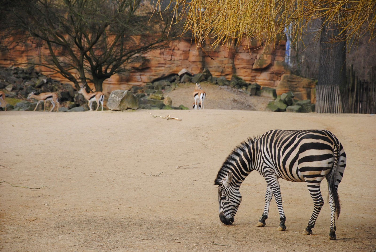 Erlebnis Zoo Hannover
