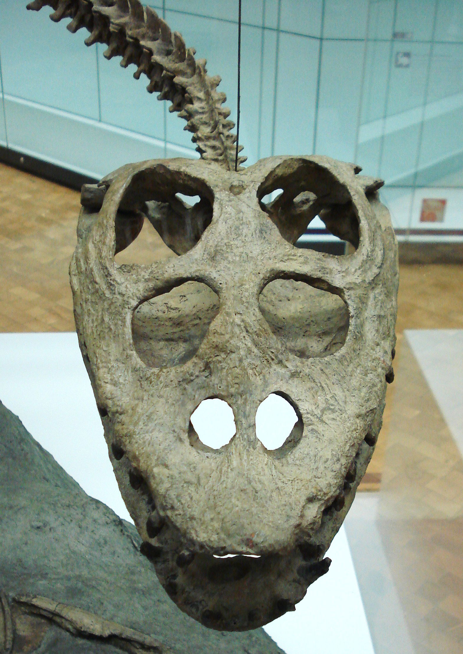 Staatliches Museum für Naturkunde Stuttgart