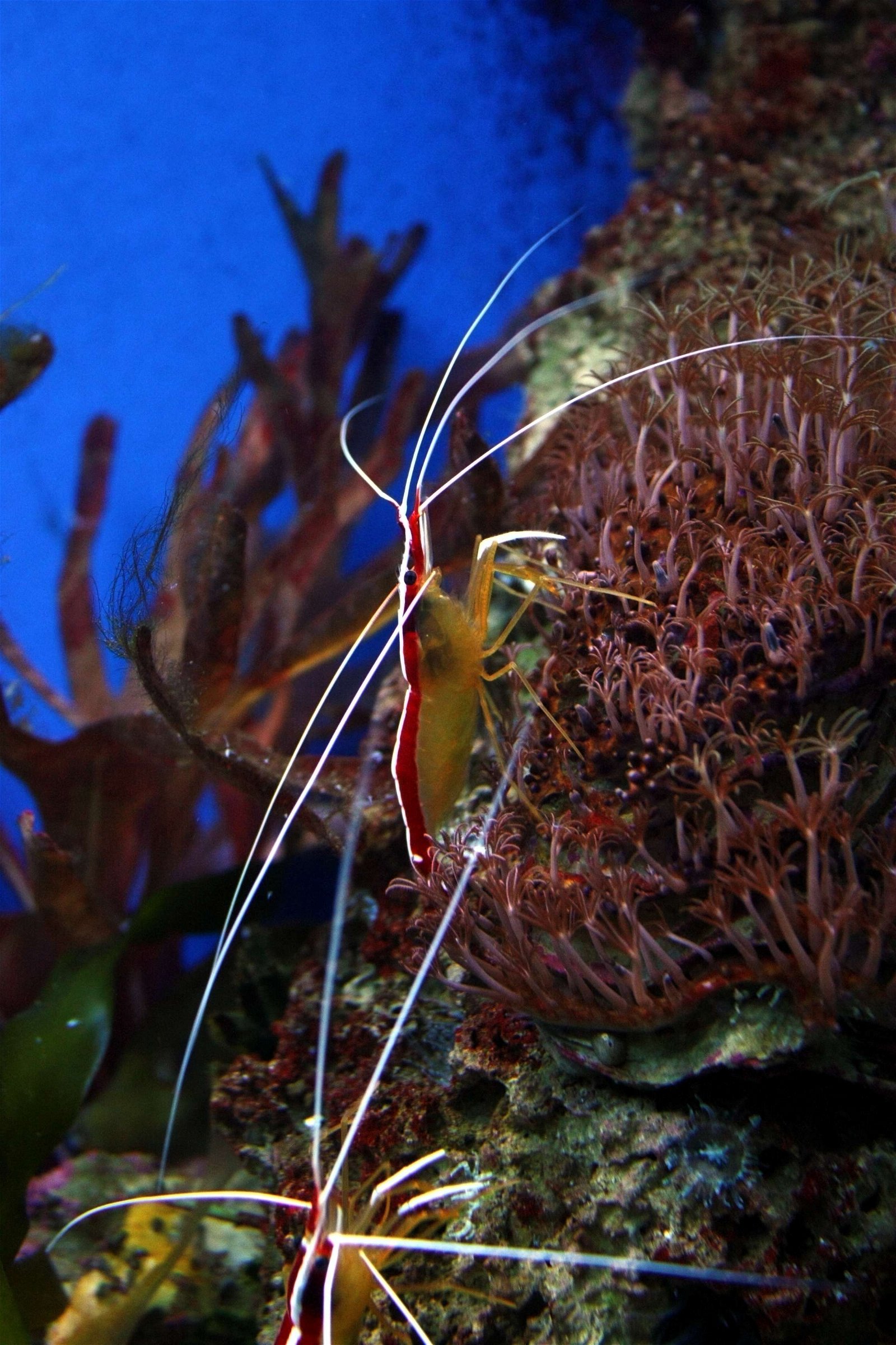 Aquarium-Museum van Luik