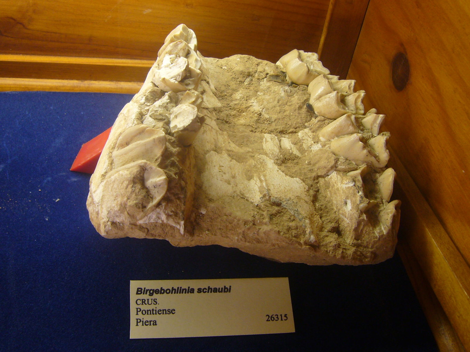 Museu Geologic del Seminari de Barcelona