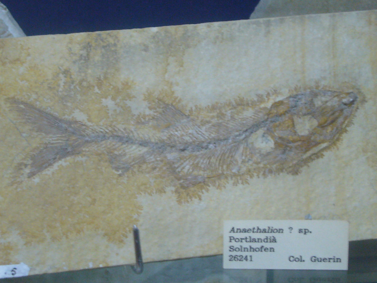 Museu Geologic del Seminari de Barcelona