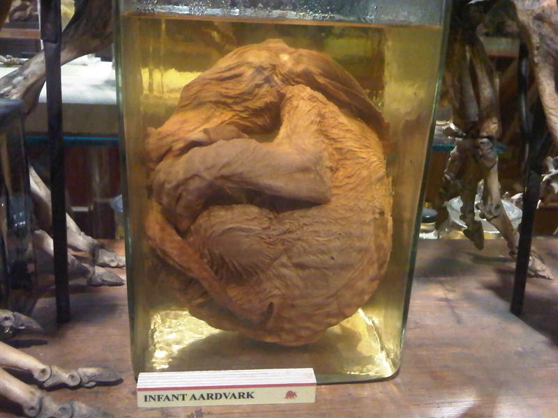 Grant Museum of Zoology